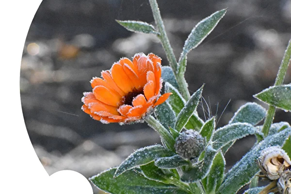 Hoe planten te beschermen tegen de 'koude Zośka' en 'koude tuiniers'?