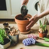 Actieve kokosnootkool voor planten 0,9 L - 7 ['actieve kokosnootkool', ' kool voor planten', ' actieve kool', ' kokosnootkool', ' actieve kokosnootkool', ' actieve kool', ' plantenbescherming', ' hoe voor planten te zorgen']