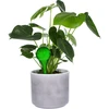 Bewateringsballen voor planten, groen transparant, 400 ml, 4 stuks - 6 ['bewateringsballen', ' bloemenbewateringsdispenser', ' voor het bewateren van bloemen', ' bloemenbevochtigers', ' bloemenbewatering', ' plantenbewatering', ' potbewateringssystemen', ' voor het bewateren van bloemen', ' voor kamerplanten', ' bewateringssysteem', ' bewateringsbal', ' waterdispenser voor potten', ' plantenballen', ' plantendispenser', ' plantenbewatering', ' bewateringsbal', ' groene bewateringsballen', ' transparante bewateringsballen', ' gekleurde bewateringsballen']