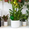 Bewateringsballen voor planten, groen transparant, 400 ml, 4 stuks - 11 ['bewateringsballen', ' bloemenbewateringsdispenser', ' voor het bewateren van bloemen', ' bloemenbevochtigers', ' bloemenbewatering', ' plantenbewatering', ' potbewateringssystemen', ' voor het bewateren van bloemen', ' voor kamerplanten', ' bewateringssysteem', ' bewateringsbal', ' waterdispenser voor potten', ' plantenballen', ' plantendispenser', ' plantenbewatering', ' bewateringsbal', ' groene bewateringsballen', ' transparante bewateringsballen', ' gekleurde bewateringsballen']
