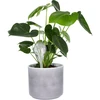 Bewateringsbollen, transparant, 400 ml, 4 stuks - 6 ['bewateringsbollen', ' bloemenbewateringsdispenser', ' voor het bewateren van bloemen', ' bloemenbevochtigers', ' bloemenbewatering', ' plantenbewatering', ' potbewateraars', ' voor het bewateren van bloemen', ' voor kamerplanten', ' bewateringssysteem', ' bewateringsbol', ' waterdispenser voor potten', ' bollen voor planten', ' dispenser voor planten', ' plantenbewatering', ' bewateringsbol']