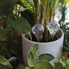 Bewateringsbollen, transparant, 400 ml, 4 stuks - 8 ['bewateringsbollen', ' bloemenbewateringsdispenser', ' voor het bewateren van bloemen', ' bloemenbevochtigers', ' bloemenbewatering', ' plantenbewatering', ' potbewateraars', ' voor het bewateren van bloemen', ' voor kamerplanten', ' bewateringssysteem', ' bewateringsbol', ' waterdispenser voor potten', ' bollen voor planten', ' dispenser voor planten', ' plantenbewatering', ' bewateringsbol']