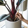Bewateringsbollen voor planten, amberkleurig transparant, 400 ml, 4 stuks - 7 ['bewateringsbollen', ' bloemenbewateringsdispenser', ' voor het bewateren van bloemen', ' bloemenbevochtigers', ' bloemenbewatering', ' plantenbewatering', ' potbewateraars', ' voor het bewateren van bloemen', ' voor kamerplanten', ' bewateringssysteem', ' bewateringsbol', ' waterdispenser voor potten', ' bollen voor planten', ' dispenser voor planten', ' plantenbewatering', ' bewateringsbol', ' amberkleurige bewateringsbollen']