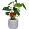 Bewateringsbollen voor planten, amberkleurig transparant, 400 ml, 4 stuks - 6 ['bewateringsbollen', ' bloemenbewateringsdispenser', ' voor het bewateren van bloemen', ' bloemenbevochtigers', ' bloemenbewatering', ' plantenbewatering', ' potbewateraars', ' voor het bewateren van bloemen', ' voor kamerplanten', ' bewateringssysteem', ' bewateringsbol', ' waterdispenser voor potten', ' bollen voor planten', ' dispenser voor planten', ' plantenbewatering', ' bewateringsbol', ' amberkleurige bewateringsbollen']
