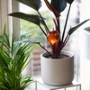 Bewateringsbollen voor planten, amberkleurig transparant, 400 ml, 4 stuks - 8 ['bewateringsbollen', ' bloemenbewateringsdispenser', ' voor het bewateren van bloemen', ' bloemenbevochtigers', ' bloemenbewatering', ' plantenbewatering', ' potbewateraars', ' voor het bewateren van bloemen', ' voor kamerplanten', ' bewateringssysteem', ' bewateringsbol', ' waterdispenser voor potten', ' bollen voor planten', ' dispenser voor planten', ' plantenbewatering', ' bewateringsbol', ' amberkleurige bewateringsbollen']