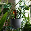 Bewateringsbollen voor planten, amberkleurig transparant, 400 ml, 4 stuks - 9 ['bewateringsbollen', ' bloemenbewateringsdispenser', ' voor het bewateren van bloemen', ' bloemenbevochtigers', ' bloemenbewatering', ' plantenbewatering', ' potbewateraars', ' voor het bewateren van bloemen', ' voor kamerplanten', ' bewateringssysteem', ' bewateringsbol', ' waterdispenser voor potten', ' bollen voor planten', ' dispenser voor planten', ' plantenbewatering', ' bewateringsbol', ' amberkleurige bewateringsbollen']