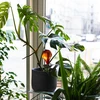 Bewateringsbollen voor planten, amberkleurig transparant, 400 ml, 4 stuks - 10 ['bewateringsbollen', ' bloemenbewateringsdispenser', ' voor het bewateren van bloemen', ' bloemenbevochtigers', ' bloemenbewatering', ' plantenbewatering', ' potbewateraars', ' voor het bewateren van bloemen', ' voor kamerplanten', ' bewateringssysteem', ' bewateringsbol', ' waterdispenser voor potten', ' bollen voor planten', ' dispenser voor planten', ' plantenbewatering', ' bewateringsbol', ' amberkleurige bewateringsbollen']