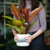 Bewateringsbollen voor planten, amberkleurig transparant, 400 ml, 4 stuks - 11 ['bewateringsbollen', ' bloemenbewateringsdispenser', ' voor het bewateren van bloemen', ' bloemenbevochtigers', ' bloemenbewatering', ' plantenbewatering', ' potbewateraars', ' voor het bewateren van bloemen', ' voor kamerplanten', ' bewateringssysteem', ' bewateringsbol', ' waterdispenser voor potten', ' bollen voor planten', ' dispenser voor planten', ' plantenbewatering', ' bewateringsbol', ' amberkleurige bewateringsbollen']