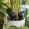 Bewateringsbollen voor planten, matzwart, 400 ml, 4 stuks - 8 ['bewateringsbollen', ' bloemenbewateringsdispenser', ' voor het bewateren van bloemen', ' bloemenbevochtigers', ' bloemenbewatering', ' plantenbewatering', ' potbewateraars', ' voor het bewateren van bloemen', ' voor kamerplanten', ' bewateringssysteem', ' bewateringsbol', ' waterdispenser voor potten', ' bollen voor planten', ' dispenser voor planten', ' plantenbewatering', ' bewateringsbol', ' zwarte bewateringsbollen', ' loftontwerp']