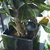 Bewateringsbollen voor planten, matzwart, 400 ml, 4 stuks - 9 ['bewateringsbollen', ' bloemenbewateringsdispenser', ' voor het bewateren van bloemen', ' bloemenbevochtigers', ' bloemenbewatering', ' plantenbewatering', ' potbewateraars', ' voor het bewateren van bloemen', ' voor kamerplanten', ' bewateringssysteem', ' bewateringsbol', ' waterdispenser voor potten', ' bollen voor planten', ' dispenser voor planten', ' plantenbewatering', ' bewateringsbol', ' zwarte bewateringsbollen', ' loftontwerp']