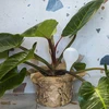 Bewateringsbollen voor planten, witte halfdoorzichtige, 400 ml, 4 stuks - 9 ['gietersbollen', ' bloemenbewateringsdispenser', ' voor het bewateren van bloemen', ' bloemenbevochtigers', ' bloemenbewatering', ' plantenbewatering', ' potbewateraars', ' voor het bewateren van bloemen', ' voor kamerplanten', ' bewateringssysteem', ' gietersbol', ' waterdispenser voor potten', ' bollen voor planten', ' dispenser voor planten', ' plantenbewatering', ' gietersbol', ' witte gietersbollen']