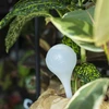Bewateringsbollen voor planten, witte halfdoorzichtige, 400 ml, 4 stuks - 10 ['gietersbollen', ' bloemenbewateringsdispenser', ' voor het bewateren van bloemen', ' bloemenbevochtigers', ' bloemenbewatering', ' plantenbewatering', ' potbewateraars', ' voor het bewateren van bloemen', ' voor kamerplanten', ' bewateringssysteem', ' gietersbol', ' waterdispenser voor potten', ' bollen voor planten', ' dispenser voor planten', ' plantenbewatering', ' gietersbol', ' witte gietersbollen']