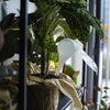 Bewateringsbollen voor planten, witte halfdoorzichtige, 400 ml, 4 stuks - 11 ['gietersbollen', ' bloemenbewateringsdispenser', ' voor het bewateren van bloemen', ' bloemenbevochtigers', ' bloemenbewatering', ' plantenbewatering', ' potbewateraars', ' voor het bewateren van bloemen', ' voor kamerplanten', ' bewateringssysteem', ' gietersbol', ' waterdispenser voor potten', ' bollen voor planten', ' dispenser voor planten', ' plantenbewatering', ' gietersbol', ' witte gietersbollen']