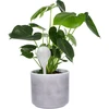 Bewateringsbollen voor planten, witte halfdoorzichtige, 400 ml, 4 stuks - 6 ['gietersbollen', ' bloemenbewateringsdispenser', ' voor het bewateren van bloemen', ' bloemenbevochtigers', ' bloemenbewatering', ' plantenbewatering', ' potbewateraars', ' voor het bewateren van bloemen', ' voor kamerplanten', ' bewateringssysteem', ' gietersbol', ' waterdispenser voor potten', ' bollen voor planten', ' dispenser voor planten', ' plantenbewatering', ' gietersbol', ' witte gietersbollen']