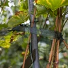 Bindband voor planten PE 3 cm x 50 m - 4 ['bindband', ' bevestigingsband', ' tuinband', ' planten binden']