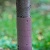 Boomschorsbeschermer - spiraal - fi 3,5 x 80 cm - 3 