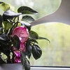 Drievoudige bewateringsbal (driekamer), transparant roze, 600 ml - 6 ['bewateringsballen', ' bloemenbewateringsdispenser', ' voor het bewateren van bloemen', ' bloemenbevochtigers', ' bloemenbewatering', ' plantenbewatering', ' potbewateraars', ' voor het bewateren van bloemen', ' voor kamerplanten', ' bewateringssysteem', ' bewateringsbal', ' waterdispenser voor potten', ' plantenballen', ' plantendispenser', ' plantenbewatering', ' bewateringsbal', ' drievoudige bewateringsballen', ' decoratieve plantenbewateraars', ' praktische bewateringsballen', ' ruime bewateringsballen', ' transparante doorzichtige bewateringsballen', ' gekleurde bewateringsballen voor planten', ' roze plantenballen']