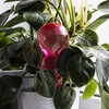 Drievoudige bewateringsbal (driekamer), transparant roze, 600 ml - 7 ['bewateringsballen', ' bloemenbewateringsdispenser', ' voor het bewateren van bloemen', ' bloemenbevochtigers', ' bloemenbewatering', ' plantenbewatering', ' potbewateraars', ' voor het bewateren van bloemen', ' voor kamerplanten', ' bewateringssysteem', ' bewateringsbal', ' waterdispenser voor potten', ' plantenballen', ' plantendispenser', ' plantenbewatering', ' bewateringsbal', ' drievoudige bewateringsballen', ' decoratieve plantenbewateraars', ' praktische bewateringsballen', ' ruime bewateringsballen', ' transparante doorzichtige bewateringsballen', ' gekleurde bewateringsballen voor planten', ' roze plantenballen']