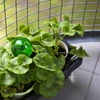 Drievoudige bewateringsbol (driekamer), transparant groen met keramische voet, 600ml - 9 