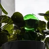 Drievoudige bewateringsbol (driekamer), transparant groen met keramische voet, 600ml - 7 