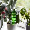 Drievoudige bewateringsbol (driekamer), transparant groen met keramische voet, 600ml - 8 