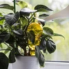 Drievoudige gietbal (driekamer), transparant geel, 600 ml - 6 ['gieters', ' bloemen waterdispenser', ' voor het water geven van bloemen', ' bloemenbevochtigers', ' bloemenirrigatie', ' plantenirrigatie', ' potirrigators', ' voor het water geven van bloemen', ' voor kamerplanten', ' irrigatiesysteem', ' gietbal', ' waterdispenser voor potten', ' plantenballen', ' plantendispenser', ' planten water geven', ' gietbal', ' drievoudige gietballen', ' decoratieve plantenirrigators', ' praktische gietballen', ' ruime gietballen', ' transparante doorzichtige gietballen', ' gekleurde gietballen voor plantenirrigatie', ' gele plantenballen']