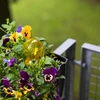 Drievoudige gietbal (driekamer), transparant geel, 600 ml - 8 ['gieters', ' bloemen waterdispenser', ' voor het water geven van bloemen', ' bloemenbevochtigers', ' bloemenirrigatie', ' plantenirrigatie', ' potirrigators', ' voor het water geven van bloemen', ' voor kamerplanten', ' irrigatiesysteem', ' gietbal', ' waterdispenser voor potten', ' plantenballen', ' plantendispenser', ' planten water geven', ' gietbal', ' drievoudige gietballen', ' decoratieve plantenirrigators', ' praktische gietballen', ' ruime gietballen', ' transparante doorzichtige gietballen', ' gekleurde gietballen voor plantenirrigatie', ' gele plantenballen']