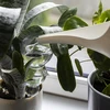 Drievoudige gietbal (driekamer), transparant kleurloos, 600 ml - 6 ['gieters', ' bloemen waterdispenser', ' voor het water geven van bloemen', ' bloemenbevochtigers', ' bloemenirrigatie', ' plantenirrigatie', ' potirrigators', ' voor het water geven van bloemen', ' voor kamerplanten', ' irrigatiesysteem', ' gietbal', ' waterdispenser voor potten', ' plantenballen', ' plantenwaterdispenser', ' planten water geven', ' gietbal', ' drievoudige gietballen', ' decoratieve plantenirrigators', ' praktische gietballen', ' ruime gietballen', ' transparante doorzichtige gietballen', ' kleurloze gietbal']