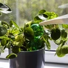 Drievoudige gietersbol (driekamer), transparant groen, 600 ml - 6 ['gietersbollen', ' bloemenbewateringsdispenser', ' voor het bewateren van bloemen', ' bloemenbevochtigers', ' bloemenbewatering', ' plantenbewatering', ' potbewateraars', ' voor het bewateren van bloemen', ' voor kamerplanten', ' bewateringssysteem', ' gietersbol', ' waterdispenser voor potten', ' bollen voor planten', ' dispenser voor planten', ' plantenbewatering', ' gietersbol', ' drievoudige gietersbollen', ' decoratieve plantenbewateraars', ' praktische gietersbollen', ' ruime gietersbollen', ' transparante doorzichtige gietersbollen', ' kleurrijke bollen voor plantenbewatering', ' groene bollen voor planten']