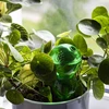 Drievoudige gietersbol (driekamer), transparant groen, 600 ml - 7 ['gietersbollen', ' bloemenbewateringsdispenser', ' voor het bewateren van bloemen', ' bloemenbevochtigers', ' bloemenbewatering', ' plantenbewatering', ' potbewateraars', ' voor het bewateren van bloemen', ' voor kamerplanten', ' bewateringssysteem', ' gietersbol', ' waterdispenser voor potten', ' bollen voor planten', ' dispenser voor planten', ' plantenbewatering', ' gietersbol', ' drievoudige gietersbollen', ' decoratieve plantenbewateraars', ' praktische gietersbollen', ' ruime gietersbollen', ' transparante doorzichtige gietersbollen', ' kleurrijke bollen voor plantenbewatering', ' groene bollen voor planten']