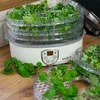 Droger voor paddenstoelen, fruit, groenten en kruiden met temperatuurregeling, 240W, transparant - 13 ['voedseldroger', ' paddenstoelendroger', ' gedroogd fruit', ' gedroogde groenten', ' voedselopslag', ' voedsel drogen', ' voedseldrogers', ' temperatuurregeling', ' transparante droger', ' dehydrator']