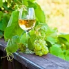 Enovini® OK WHITE - wijngist die de zuurgraad verlaagt 7 g - 9 ['gist voor appels', ' gist voor witte druiven', ' wijn van appels', ' wijn van druiven', ' gist die de zuurgraad verlaagt', ' gist voor witte wijnen', ' gedroogde gist', ' huisgemaakte wijn', ' gist die de zuurgraad vermindert']