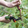 Entschaar met tape - 3 ['tuinschaar', ' entgereedschap', ' entinstrument', ' voor het enten van planten', ' voor het enten van bomen', ' bomen enten', ' planten enten']