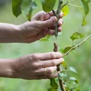 Entschaar met tape - 6 ['tuinschaar', ' entgereedschap', ' entinstrument', ' voor het enten van planten', ' voor het enten van bomen', ' bomen enten', ' planten enten']