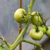 Gecoate stalen stok in bamboevorm, 90 cm x 8 mm - 5 ['tuinstok', ' plantenstok', ' plantensteun', ' tuinsteun', ' metalen tuinsteunen', ' steun voor klimplanten', ' steunen voor klimplanten', ' metalen steunen voor bloemen', ' gecoate metalen stokken', ' gecoate plantenstok', ' stalen stok in bamboevorm', ' tuinaccessoires', ' hoe zorg je voor planten', ' aanbevolen stokken voor planten', ' groene stok', ' stalen stokken a la bamboe', ' bamboestokken', ' stokken in bamboevorm']