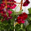 Gele katoenen koord 2 mm/55 m/100 g - 11 ['katoenen koord', ' katoenen touw', ' koord voor delicate planten', ' natuurlijk koord', ' ecokoord', ' koord voor macramé', ' koord voor binden', ' koord voor handwerk', ' koord voor aanspannen', ' gele koord', ' gele touw']