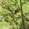 Gele katoenen koord 2 mm/55 m/100 g - 8 ['katoenen koord', ' katoenen touw', ' koord voor delicate planten', ' natuurlijk koord', ' ecokoord', ' koord voor macramé', ' koord voor binden', ' koord voor handwerk', ' koord voor aanspannen', ' gele koord', ' gele touw']