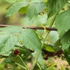Gele katoenen koord 2 mm/55 m/100 g - 9 ['katoenen koord', ' katoenen touw', ' koord voor delicate planten', ' natuurlijk koord', ' ecokoord', ' koord voor macramé', ' koord voor binden', ' koord voor handwerk', ' koord voor aanspannen', ' gele koord', ' gele touw']