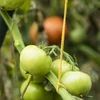 Gele katoenen koord 2 mm/55 m/100 g - 10 ['katoenen koord', ' katoenen touw', ' koord voor delicate planten', ' natuurlijk koord', ' ecokoord', ' koord voor macramé', ' koord voor binden', ' koord voor handwerk', ' koord voor aanspannen', ' gele koord', ' gele touw']