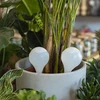 Gietbal voor planten, mat wit met keramische voet, 400ml - 9 ['gieters', ' bloemen waterdispenser', ' voor het water geven van bloemen', ' bloemenbevochtigers', ' bloemenirrigatie', ' plantenirrigatie', ' potirrigators', ' voor kamerplanten', ' irrigatiesysteem', ' gietbal', ' waterdispenser voor potten', ' plantenballen', ' plantenwaterdispenser', ' planten water geven', ' witte gietballen', ' gietballen met keramische voet', ' keramische voet', ' gekleurde gietballen', ' gietballen met kleivoet', ' gietballen die van bovenaf worden gevuld', ' dispensers die van bovenaf worden gevuld', '']
