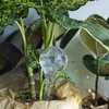 Gietballen voor planten, transparant, 400 ml, 2 stuks - 11 ['gieters', ' bloemen waterdispenser', ' voor het water geven van bloemen', ' bloemenbevochtigers', ' bloemenirrigatie', ' plantenirrigatie', ' potirrigators', ' voor het water geven van bloemen', ' voor kamerplanten', ' irrigatiesysteem', ' gietbal', ' waterdispenser voor potten', ' plantenballen', ' dispenser voor planten', ' planten water geven', ' gietbal']