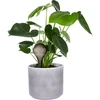 Gietballen voor planten, zwart transparant, 400 ml, 4 stuks - 6 ['gieters', ' bloemen waterdispenser', ' voor het water geven van bloemen', ' bloemenbevochtigers', ' bloemenirrigatie', ' plantenirrigatie', ' potirrigators', ' voor het water geven van bloemen', ' voor kamerplanten', ' irrigatiesysteem', ' gietbal', ' waterdispenser voor potten', ' plantenballen', ' plantendispenser', ' planten water geven', ' gietbal', ' zwarte gietballen', ' loftontwerp', ' transparante gietballen']