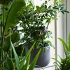 Gietballen voor planten, zwart transparant, 400 ml, 4 stuks - 9 ['gieters', ' bloemen waterdispenser', ' voor het water geven van bloemen', ' bloemenbevochtigers', ' bloemenirrigatie', ' plantenirrigatie', ' potirrigators', ' voor het water geven van bloemen', ' voor kamerplanten', ' irrigatiesysteem', ' gietbal', ' waterdispenser voor potten', ' plantenballen', ' plantendispenser', ' planten water geven', ' gietbal', ' zwarte gietballen', ' loftontwerp', ' transparante gietballen']