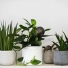Gietballen voor planten, zwart transparant, 400 ml, 4 stuks - 10 ['gieters', ' bloemen waterdispenser', ' voor het water geven van bloemen', ' bloemenbevochtigers', ' bloemenirrigatie', ' plantenirrigatie', ' potirrigators', ' voor het water geven van bloemen', ' voor kamerplanten', ' irrigatiesysteem', ' gietbal', ' waterdispenser voor potten', ' plantenballen', ' plantendispenser', ' planten water geven', ' gietbal', ' zwarte gietballen', ' loftontwerp', ' transparante gietballen']