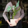 Gietballen voor planten, zwart transparant, 400 ml, 4 stuks - 11 ['gieters', ' bloemen waterdispenser', ' voor het water geven van bloemen', ' bloemenbevochtigers', ' bloemenirrigatie', ' plantenirrigatie', ' potirrigators', ' voor het water geven van bloemen', ' voor kamerplanten', ' irrigatiesysteem', ' gietbal', ' waterdispenser voor potten', ' plantenballen', ' plantendispenser', ' planten water geven', ' gietbal', ' zwarte gietballen', ' loftontwerp', ' transparante gietballen']