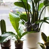 Gietballen voor planten, zwart transparant, 400 ml, 4 stuks - 12 ['gieters', ' bloemen waterdispenser', ' voor het water geven van bloemen', ' bloemenbevochtigers', ' bloemenirrigatie', ' plantenirrigatie', ' potirrigators', ' voor het water geven van bloemen', ' voor kamerplanten', ' irrigatiesysteem', ' gietbal', ' waterdispenser voor potten', ' plantenballen', ' plantendispenser', ' planten water geven', ' gietbal', ' zwarte gietballen', ' loftontwerp', ' transparante gietballen']