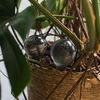 Gietballen voor planten, zwart transparant, 400 ml, 4 stuks - 13 ['gieters', ' bloemen waterdispenser', ' voor het water geven van bloemen', ' bloemenbevochtigers', ' bloemenirrigatie', ' plantenirrigatie', ' potirrigators', ' voor het water geven van bloemen', ' voor kamerplanten', ' irrigatiesysteem', ' gietbal', ' waterdispenser voor potten', ' plantenballen', ' plantendispenser', ' planten water geven', ' gietbal', ' zwarte gietballen', ' loftontwerp', ' transparante gietballen']