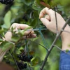 Groen katoenen koord 2 mm/55 m/100 g - 7 ['katoenen koord', ' katoenen touw', ' koord voor delicate planten', ' natuurlijk koord', ' ecokoord', ' koord voor macramé', ' koord om te binden', ' koord voor handwerk', ' koord om aan te trekken', ' groen koord', ' groen touw']