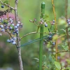 Groen katoenen koord 2 mm/55 m/100 g - 8 ['katoenen koord', ' katoenen touw', ' koord voor delicate planten', ' natuurlijk koord', ' ecokoord', ' koord voor macramé', ' koord om te binden', ' koord voor handwerk', ' koord om aan te trekken', ' groen koord', ' groen touw']