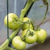 Groen katoenen koord 2 mm/55 m/100 g - 9 ['katoenen koord', ' katoenen touw', ' koord voor delicate planten', ' natuurlijk koord', ' ecokoord', ' koord voor macramé', ' koord om te binden', ' koord voor handwerk', ' koord om aan te trekken', ' groen koord', ' groen touw']